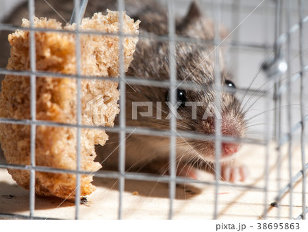 mouse in mousetrap mouse in mousetrap 38695863