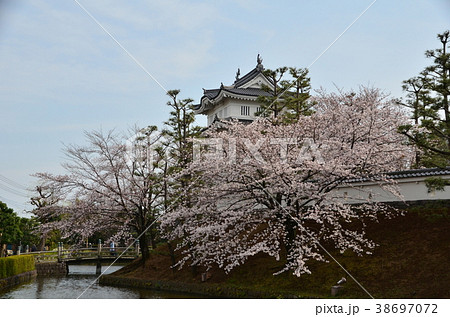 忍城と桜 38697072