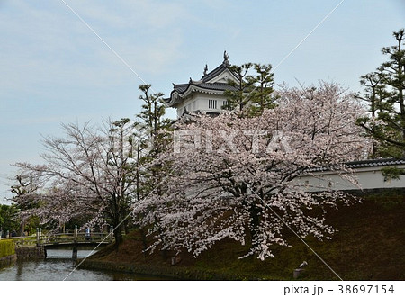 忍城と桜 忍城と桜 38697154