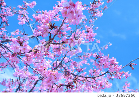 桜 開花と蕾 桜 開花と蕾 38697260