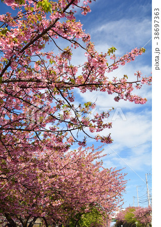 三浦海岸桜まつり 38697363