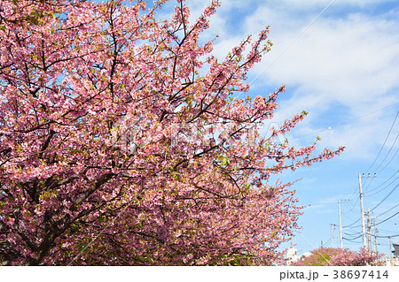 三浦海岸桜まつり 三浦海岸桜まつり 38697414