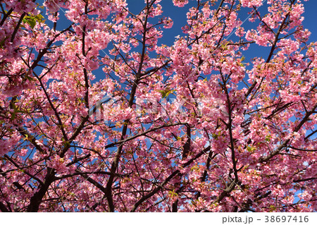 三浦海岸桜まつり 38697416