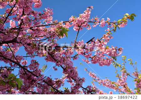 三浦海岸桜まつり 三浦海岸桜まつり 38697422