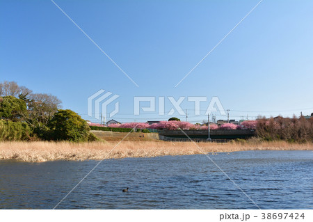 三浦海岸桜まつり 三浦海岸桜まつり 38697424