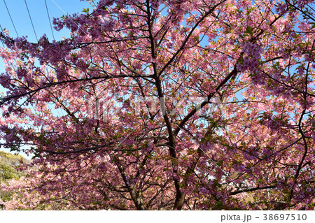 三浦海岸桜まつり 三浦海岸桜まつり 38697510