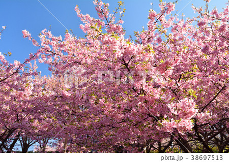 三浦海岸桜まつり 38697513