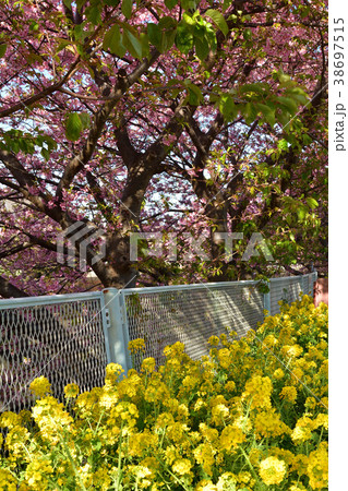 三浦海岸桜まつり 三浦海岸桜まつり 38697515