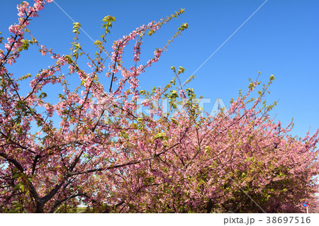 三浦海岸桜まつり 三浦海岸桜まつり 38697516