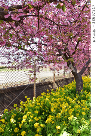 三浦海岸桜まつり 三浦海岸桜まつり 38697517