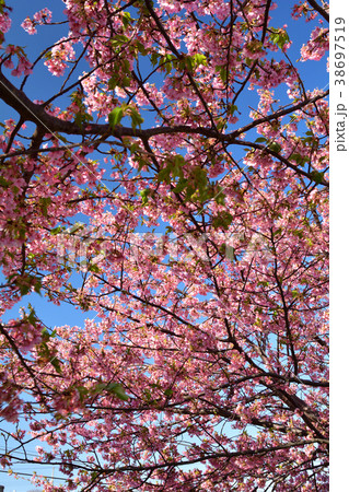 三浦海岸桜まつり 三浦海岸桜まつり 38697519