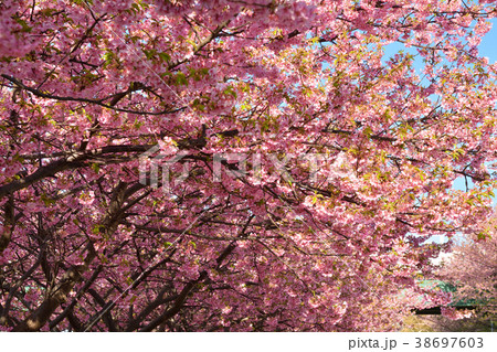 三浦海岸桜まつり 三浦海岸桜まつり 38697603
