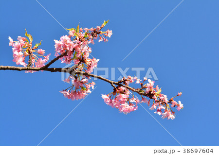 三浦海岸桜まつり 38697604