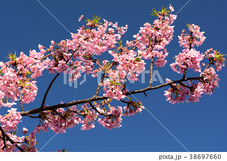 三浦海岸桜まつり 38697660