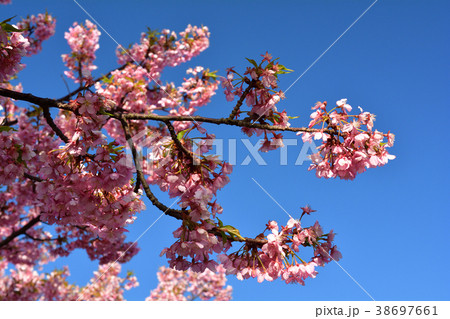 三浦海岸桜まつり 38697661