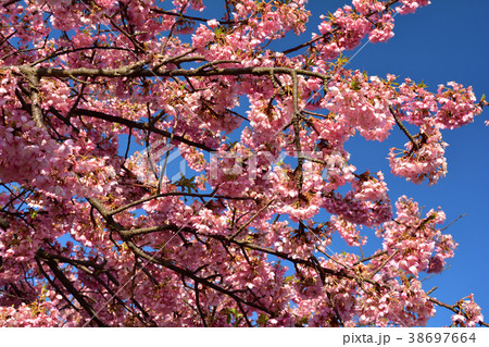 三浦海岸桜まつり 38697664