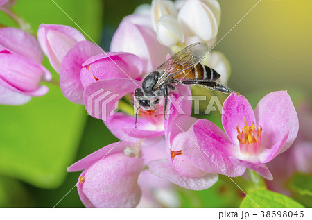 The bee is sucking sweet nectar from pink pollen. 38698046