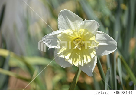 タイハイスイセン（大杯スイセン） 38698144