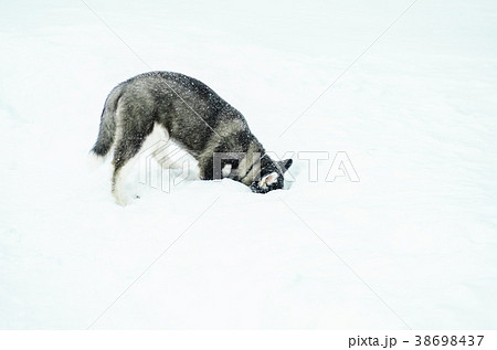 Alaskan Malamute dive in the snow. A dog is Alaskan Malamute dive in the snow. A dog is 38698437