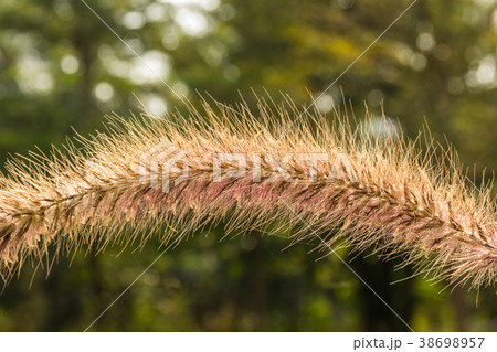 flowering grass colorful. 38698957