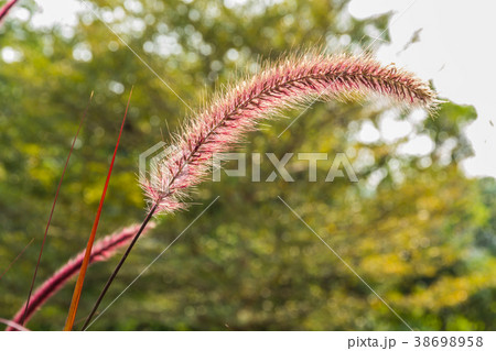 flowering grass colorful. 38698958