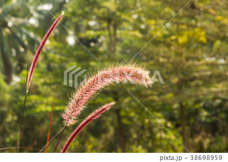 flowering grass colorful. 38698959