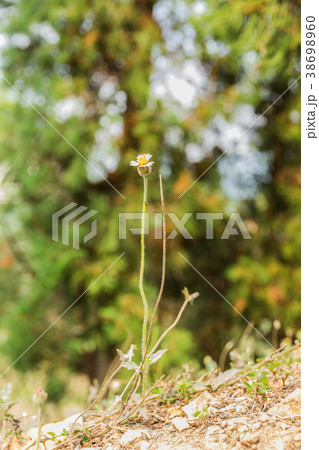 Closeup photo of a thistle wildflower in the field 38698960
