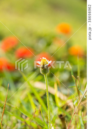 Closeup photo of a thistle wildflower in the field 38698962