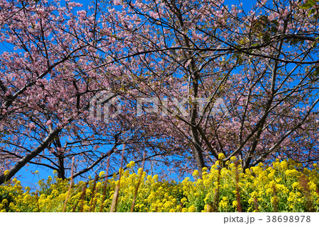 桜と菜の花 38698978