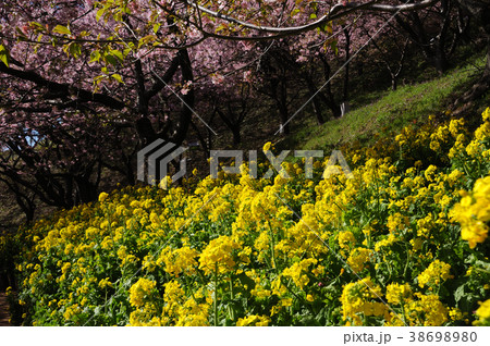 桜と菜の花 38698980