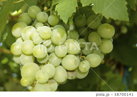 Sweet table grapes. 38700141
