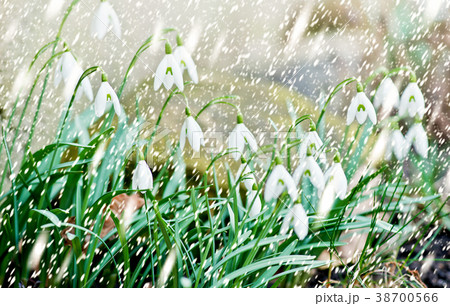 Snowdrops in the Garden in the Snowfall Snowdrops in the Garden in the Snowfall 38700566