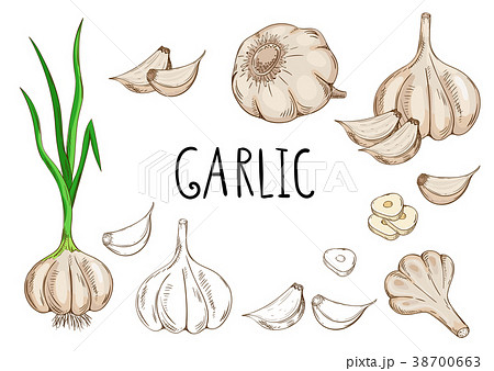 Garlic isolated on white background Garlic isolated on white background 38700663