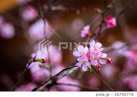 桜 さくら サクラ 38700776