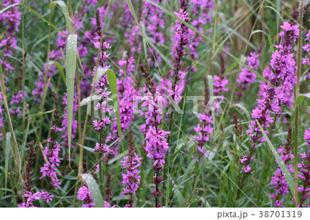 bright flowers Lythrum salicaria 38701319