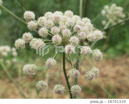 Hemlock Water Dropwort 38701320