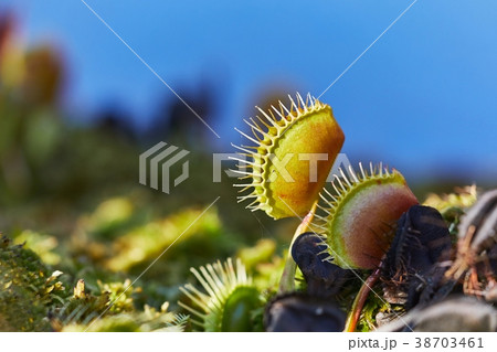 Venus flytrap carnivorous plant Venus flytrap carnivorous plant 38703461