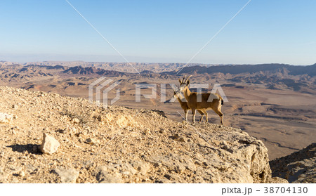 Trekking in Negev dramatic stone desert, Israel 38704130