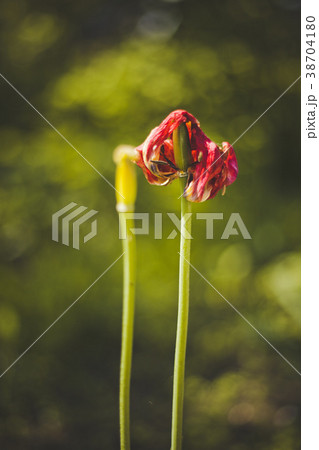 Tulips are finished flowering 38704180