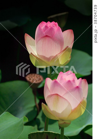 ハスの花 38704739