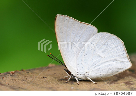 ウラギンシジミ ウラギンシジミ 38704987