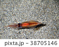 ホタルイカ 38705146