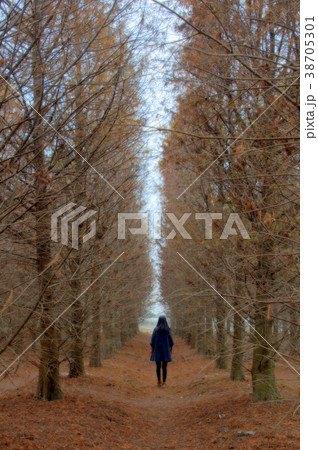 松 マツ 松の木 38705301