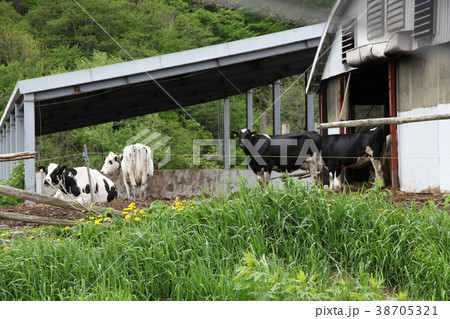 牛_西興部村 38705321