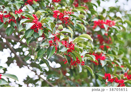 真赤なクロガネモチの実 38705651