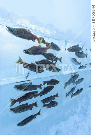 支笏湖氷濤まつり 38705944