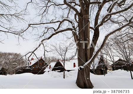 雪景色の札幌農学校第2農場　大きなハルニレの木と牧牛舎 38706735