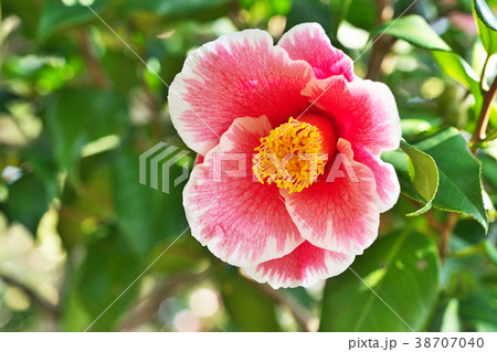 赤いツバキの花（参平椿） 38707040