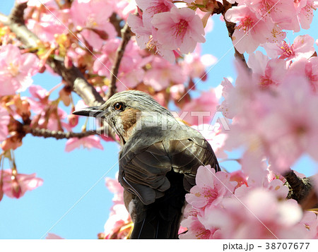 桜の木に止まる鳥 38707677