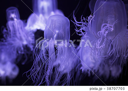 幻想的なカミクラゲ 幻想的なカミクラゲ 38707703